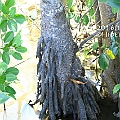 Bruguiera sexangula (Upriver Orange Mangrove) in Yorkeys Knob オバナヒルギ<br />Canon KDX (400D) + EFS60 F2.8 + SPEEDLITE 380EX
